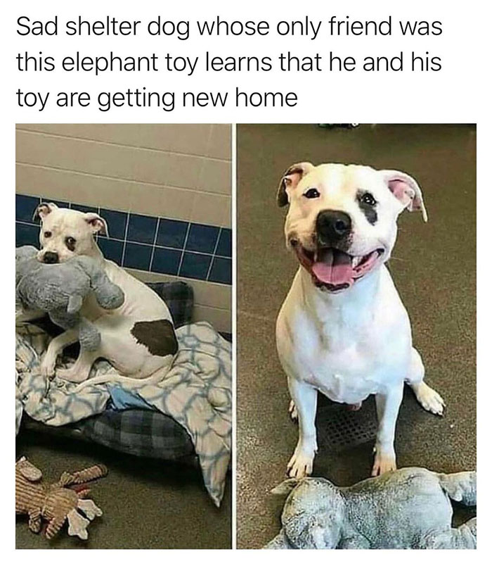 wholesome pics and memes - Dog - Sad shelter dog whose only friend was this elephant toy learns that he and his toy are getting new home