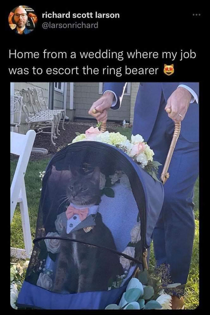 wholesome pics and memes - cat ring bearer wedding - Balon richard scott larson Home from a wedding where my job was to escort the ring bearer