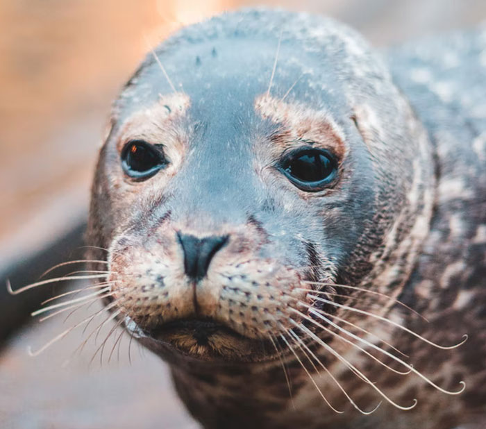 When I lived in the Falkland Islands, my family and I would often take trips to a pretty remote area/island where we were the only ones there. The island was pretty dangerous in itself with it's dead-drop cliffs and roaming sealife (seals, penguins, etc).

Our bedrooms where all in the attic space.

One night I had a really bad feeling. I couldn't sleep and so I went downstairs. There was a whole ass elephant seal pushed against the front door, trying to get in (it sounded like he was headbutting the door, but I'm not entirely sure). Turned out, a whale had washed up on the beach and had taken up all the space so all the sea/land life came to our little house.

I was so scared lol that thing was MASSIVE