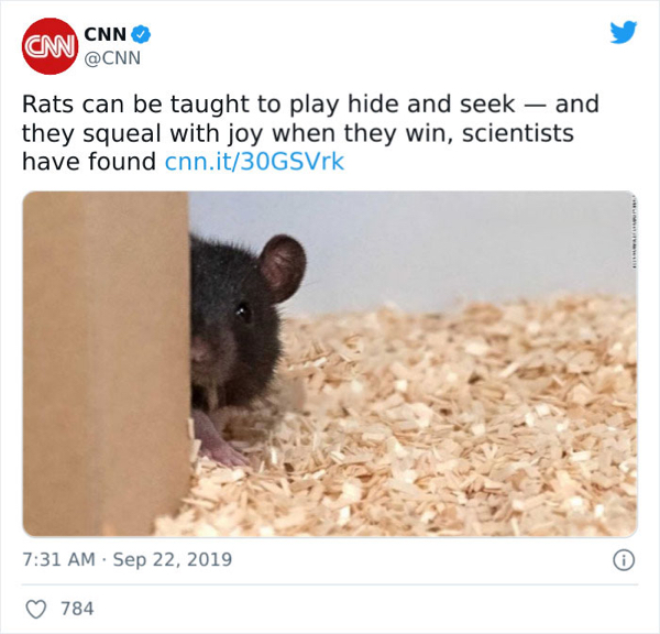 Hide-and-seek - Cmw Cnn Rats can be taught to play hide and seek and they squeal with joy when they win, scientists have found cnn.it30GSVrk 784