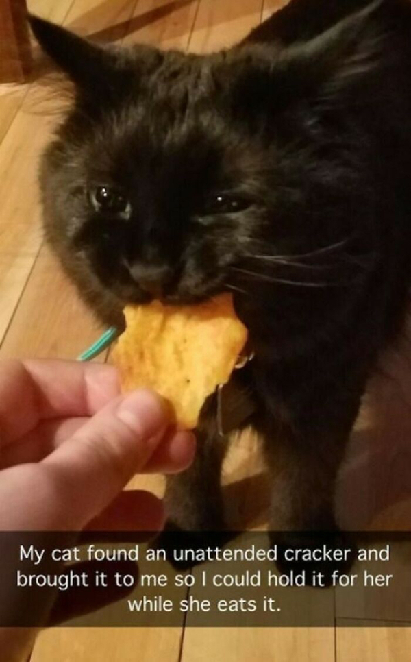 cat eating a cracker - My cat found an unattended cracker and brought it to me so I could hold it for her while she eats it.