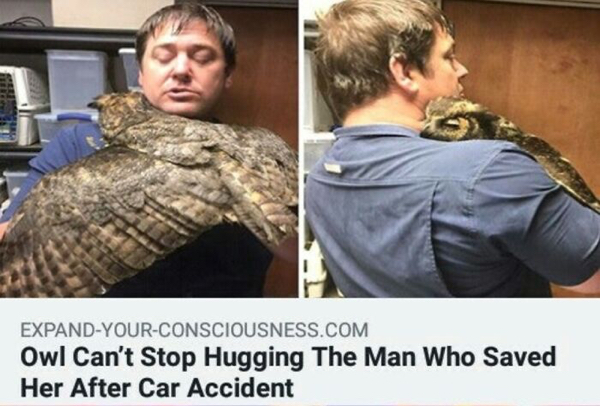 it's enough to make a grown man cry and that's ok - ExpandYourConsciousness.Com Owl Can't Stop Hugging The Man Who Saved Her After Car Accident