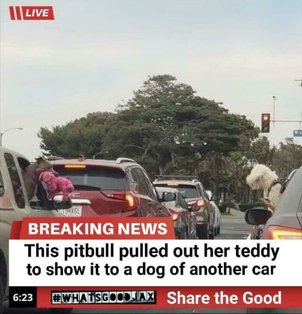 pitbull pulled out her teddy - || Live WTEDX6L Breaking News This pitbull pulled out her teddy to show it to a dog of another car the Good