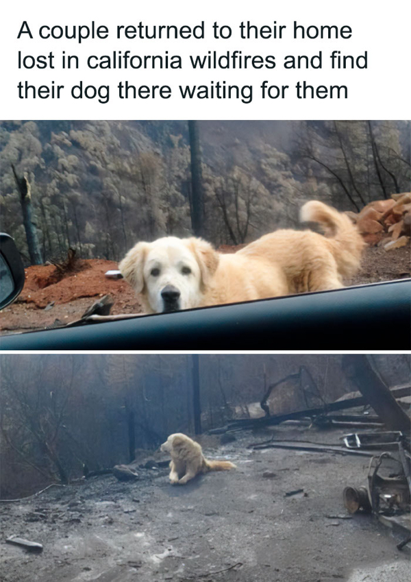 Dog - A couple returned to their home lost in california wildfires and find their dog there waiting for them
