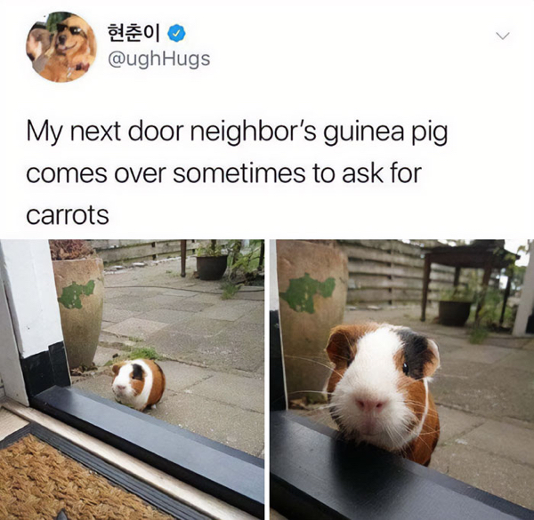 tony lopez memes - > Hugs My next door neighbor's guinea pig comes over sometimes to ask for carrots