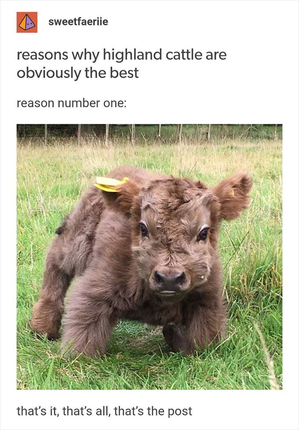 fluffy cow - sweetfaeriie reasons why highland cattle are obviously the best reason number one that's it, that's all, that's the post