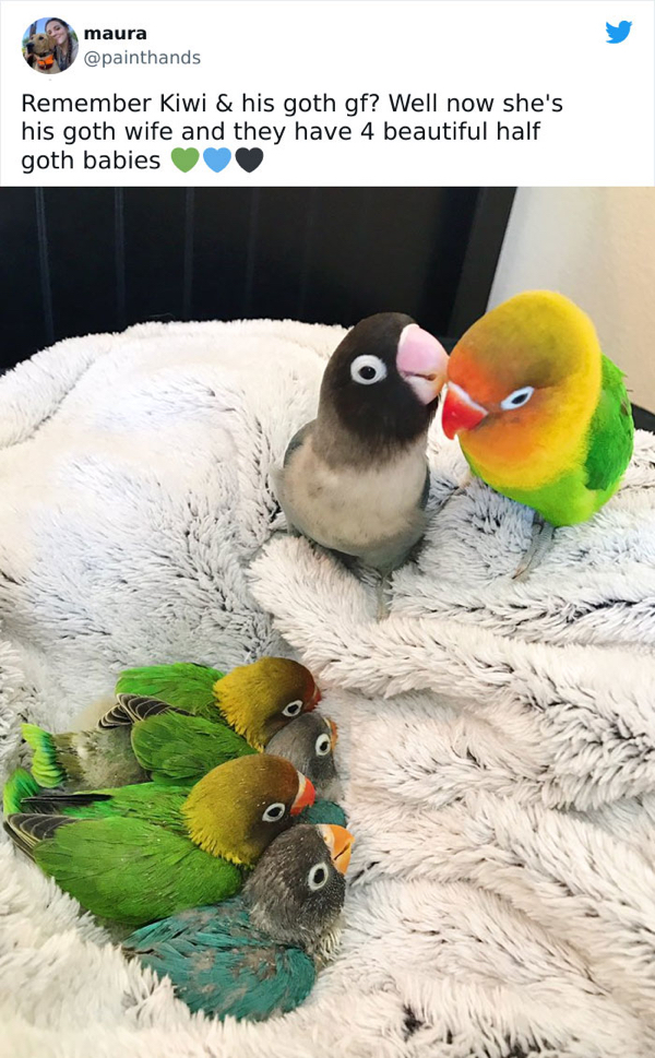 goth parakeet girlfriend - maura painthands Remember Kiwi & his goth gf? Well now she's his goth wife and they have 4 beautiful half goth babies