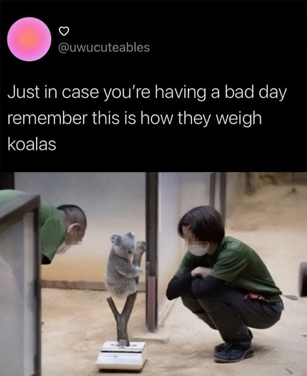 case you re having a bad day - Just in case you're having a bad day remember this is how they weigh koalas W Wa