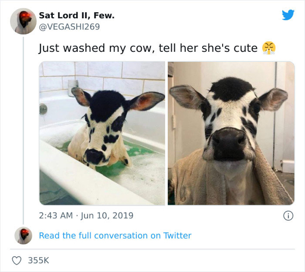 cow meme - Sat Lord Ii, Few. Just washed my cow, tell her she's cute 0 Read the full conversation on Twitter