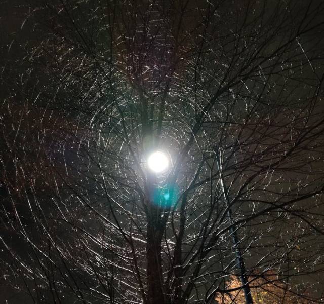 “Apparently bare trees create a web-like pattern when there’s a light shining behind them!”