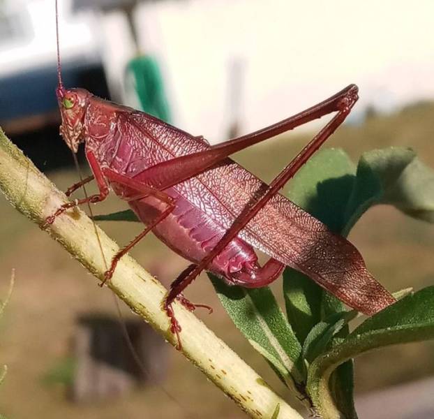 "This sinister looking pink grasshopper with its original green eyes."