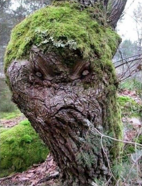 wtf pics - cursed images - resting birch face