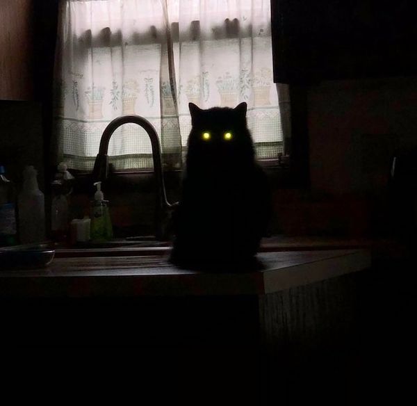wtf pics - cursed images - black cat