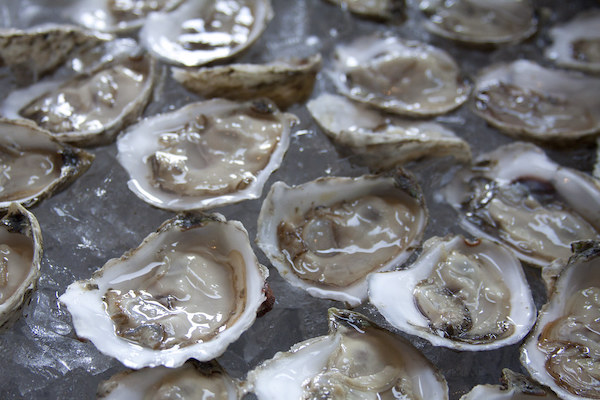 Cloudy oysters mean they’re full of “reproductive fluids”