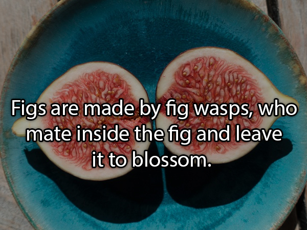 23 Fascinating Food Facts.