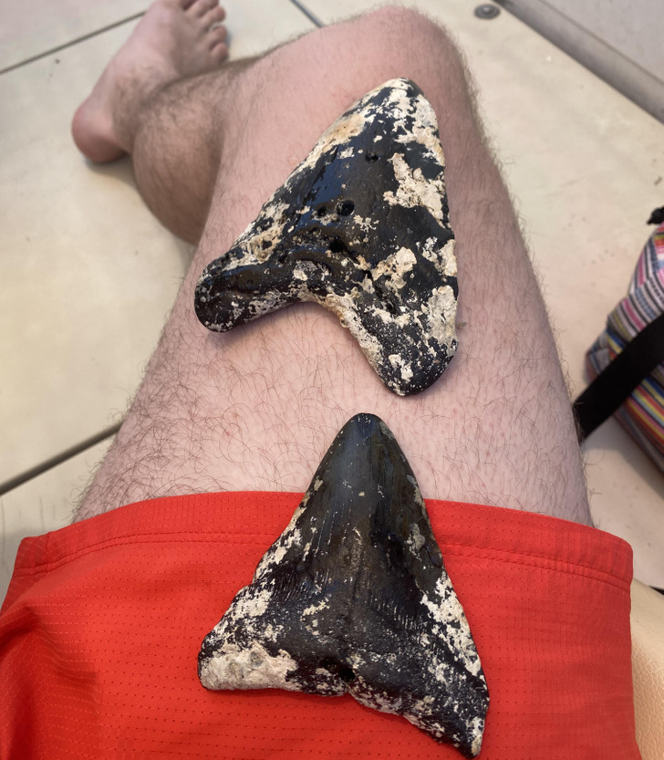 “Megalodon teeth I found diving in 90 FSW off the coast of North Carolina”