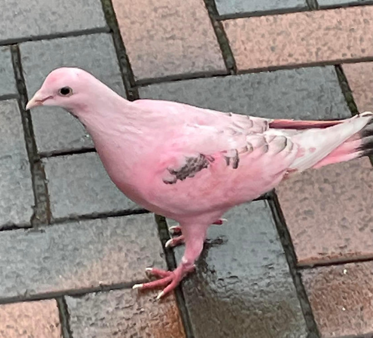 “A pink pigeon on a UK high street”