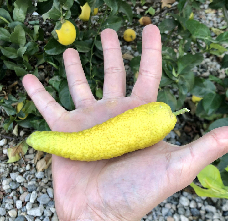 “My lemon tree gives us pepper-shaped lemons.”