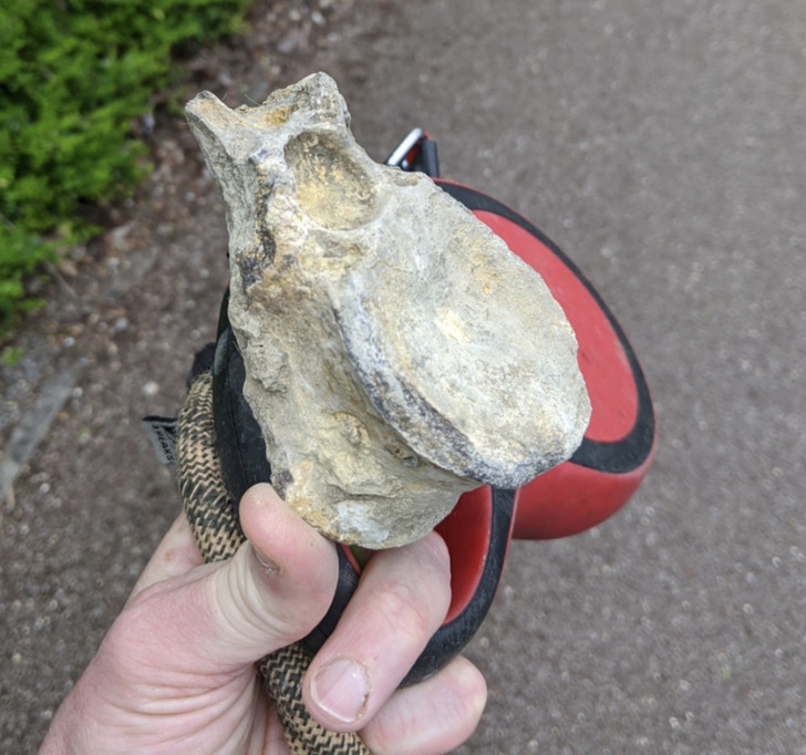 “Finding a 65-million-year-old Plesiosaurs vertebrae whilst walking the dogs in Buckinghamshire, UK”