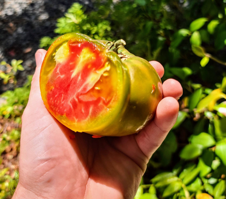 “This heirloom tomato I grew that looks like a watermelon”