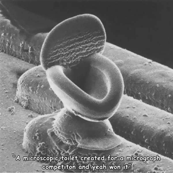 things that are impressive and cool - snowflake electron microscope - "A microscopic toilet created for a micrograph competiton and yeah won it"