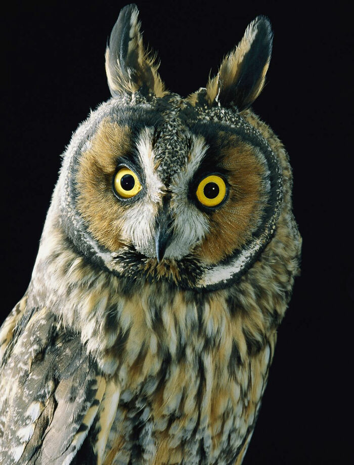 that owls cannot move their eyes. This is because their eyes are not balls, but cylinders that are held in place by bones called sclerotic rings. This is also the reason that owls have evolved to be able to rotate their head 270 degrees left and right, and 90 degrees up and down.