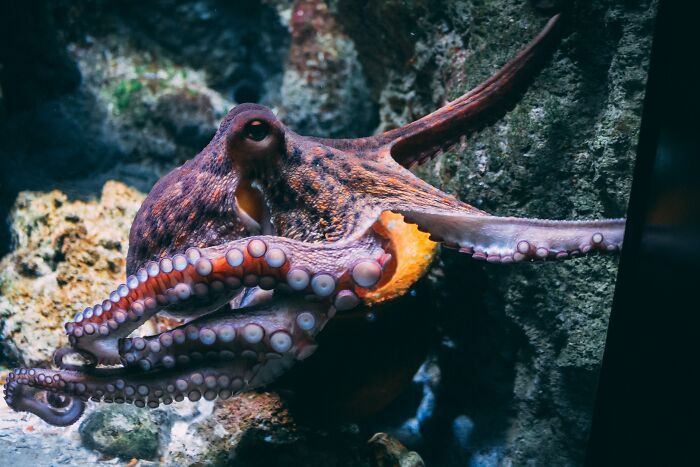 that octopuses have copper-based blood rather than iron-based blood…which makes their blood blue in color. (Incidentally, they also have three hearts to pump that blood.)