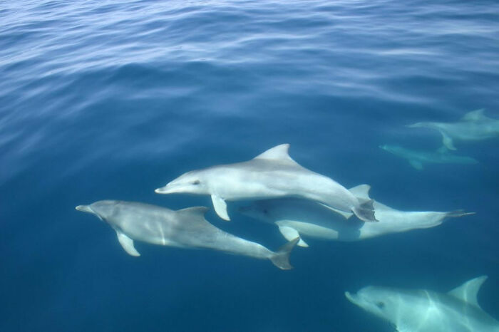 dolphins sleep with one eye open. Because they have to periodically go up for air and also be aware of predators, they are able to rest only half of their brain at a time and stay always somewhat conscious.