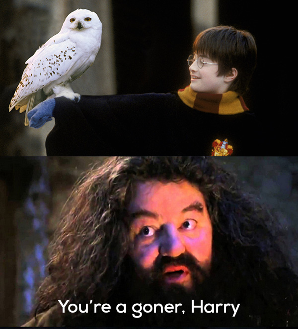 you re a wizard harry meme template - You're a goner, Harry