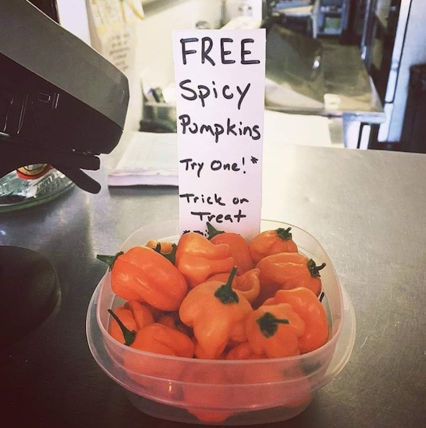 randoms things amused and surprised - free spicy pumpkins - Free Spicy Pumpkins Try One! ! Trick Treat On