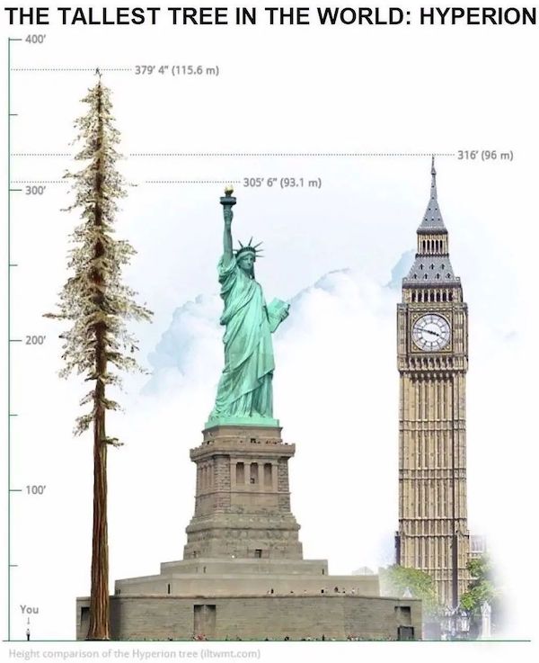 charts and maps - statue of liberty - The Tallest Tree In The World Hyperion 400 379'4" 115.6 m 316' 96 m 300 305' 6" 93.1 m 200 Bre 100 You Helght comparison of the Hyperion tree iitwrt.com