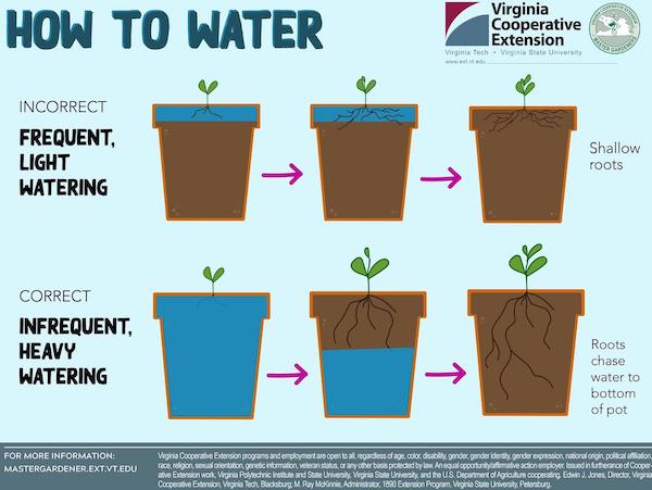 charts and maps - diagram - How To Water Virginia Cooperative Extension Virginia Tech Virginia State Un Incorrect Frequent, Light Watering Shallow roots Correct Infrequent, Heavy Watering Roots chase water to bottom of pot For More Information Mastergarde