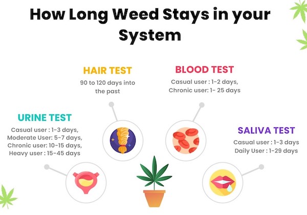 charts and maps - diagram - How Long Weed Stays in your System Hair Test 90 to 120 days into the past Blood Test Casual user 12 days, Chronic user 1 25 days Urine Test Casual user 13 days, Moderate User 57 days, Chronic user 1015 days, Heavy user 1545 day
