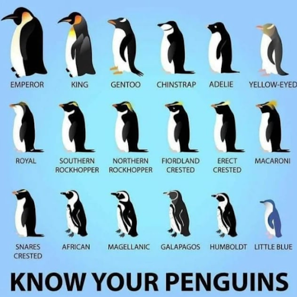 charts and maps - identifying penguins - Emperor King Gentoo 1 Chinstrap Adelie YellowEyed Royal Macaroni Southern Northern Fiordland Rockhopper Rockhopper Crested Erect Crested Snares Crested African Magellanic Galapagos Humboldt Little Blue Know Your Pe