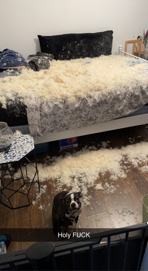 “Came home from work to find out my dog destroyed my feather pillow.”