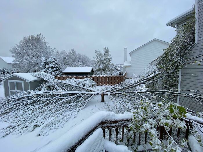 This Tree Collapsed In A Very Strange Way From The Weight Of The Snow