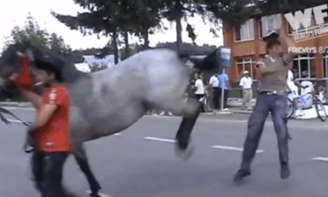 safety tips - Never EVER sneak up behind a horse, EVER