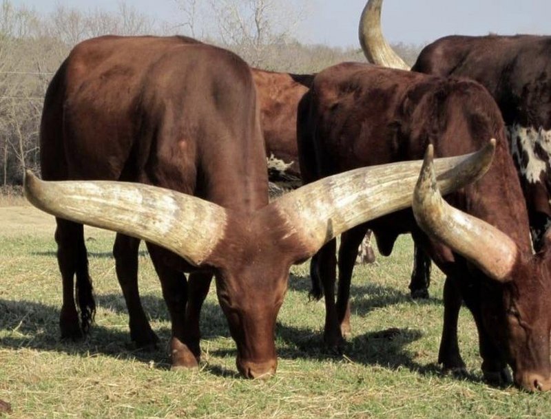 Natural horns of Ankole Bull