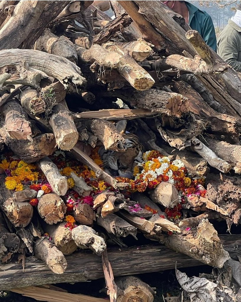 Fascinating Photos - Cremation ceremony held for a Bengal Tiger in Pench Tiger Reserve, India. Affectionately called ‘Collarwali’ by locals, she raised a total of 25 cubs during her lifetime
