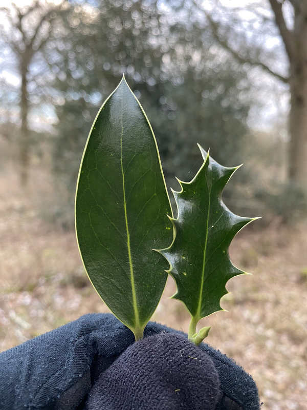 Fascinating Photos - If Holly (Ilex aquifolium) finds its leaves are being nibbled by deer, it switches genes on to make them spiky when they regrow. So on taller Holly trees, the upper leaves (which are out of reach) have smooth edges, while the lower le
