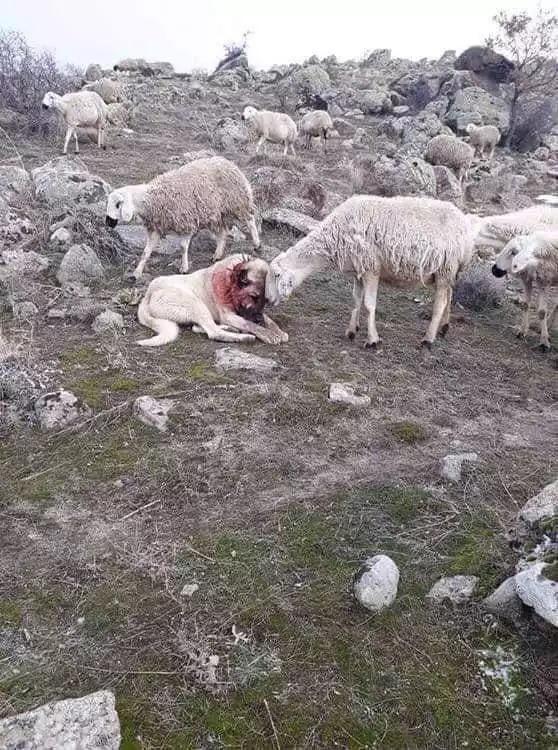 Anatolian sheepdog after protecting its herd from a wolf attack