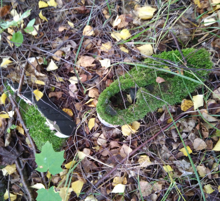 “Old shoes in the forest turned to moss!”