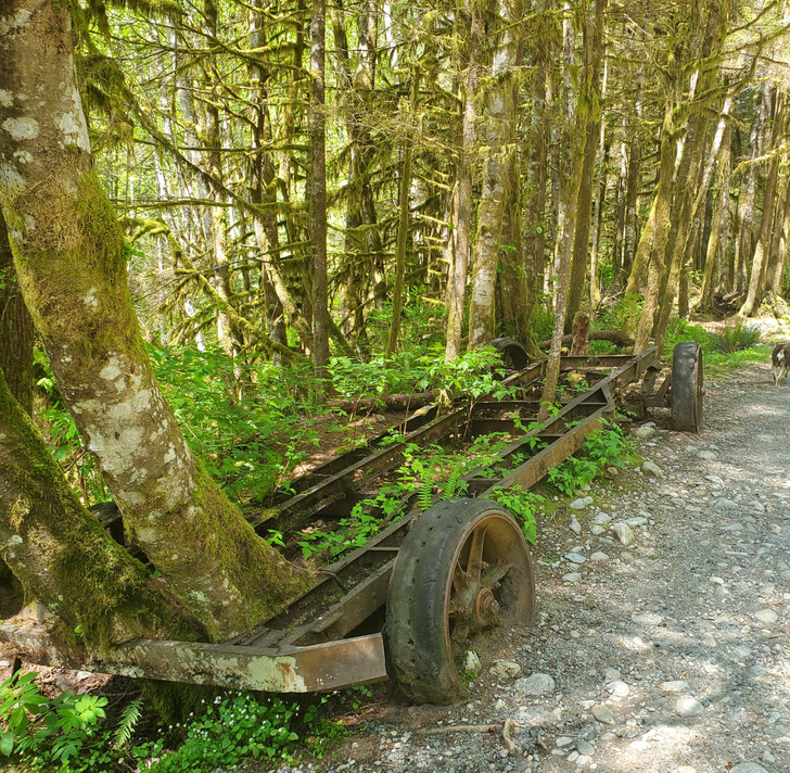 “An over 100-year-old logging truck, abandoned and overgrown by the trees it once helped cut down”