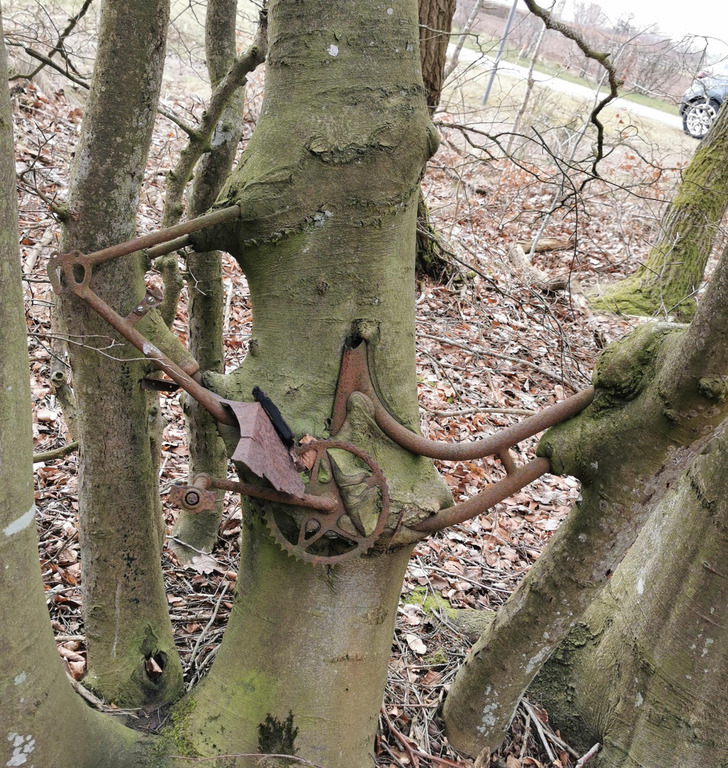 “This forgotten bike that grew into a tree”