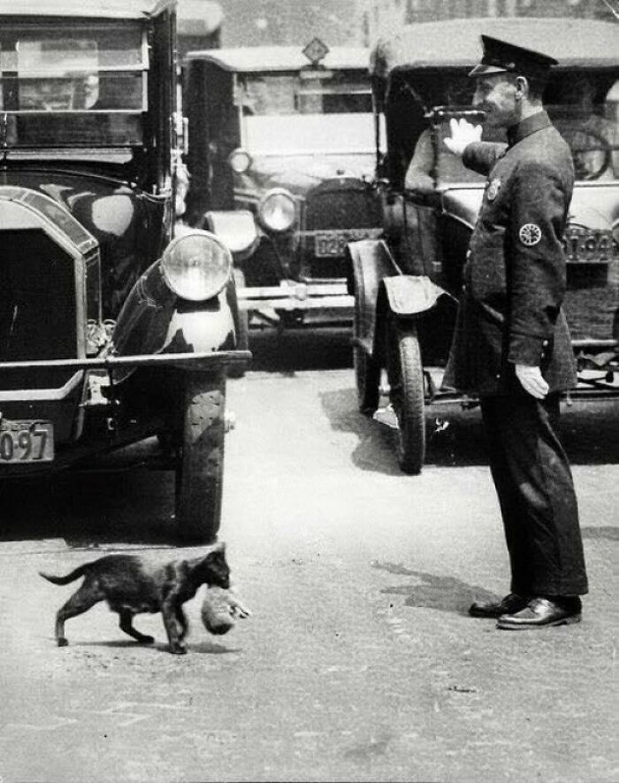 fascinating photos from history - Cop Stops The Traffic In New York So A Mother Cat Holding A Kitten Can Cross Safely C.1925