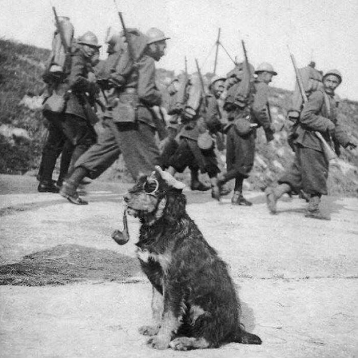 fascinating photos from history - French Soldiers Passing By A Dog Wearing Googles And Smoking A Pipe, 1915