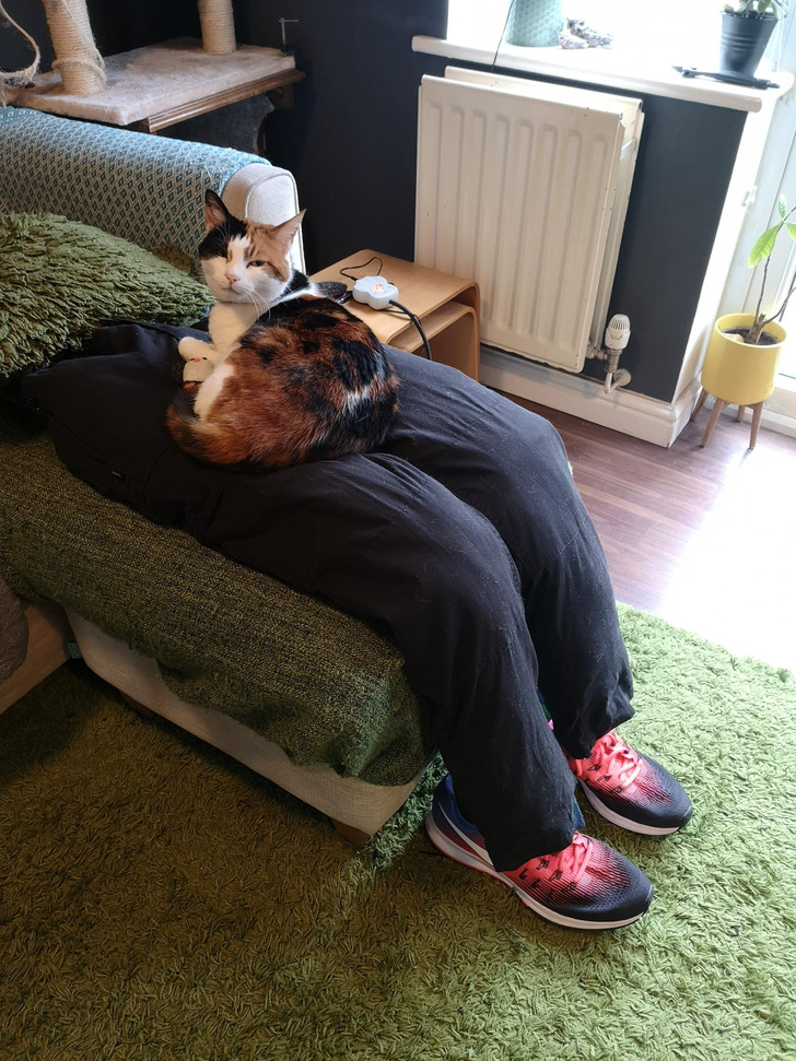 “Our cat has become SUPER clingy now that we both work from home. We had to improvise...”