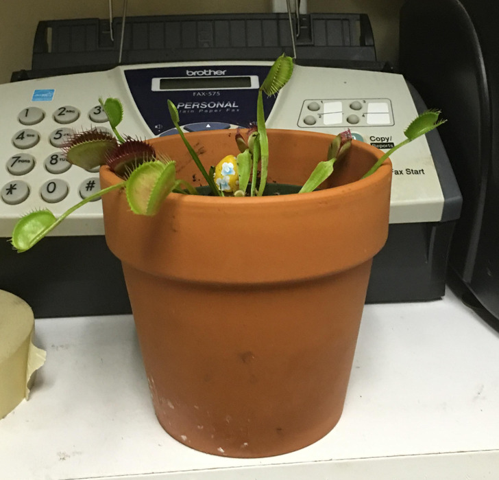 “We have a small fly problem where I work. This was my boss’s idea of solving that problem.”