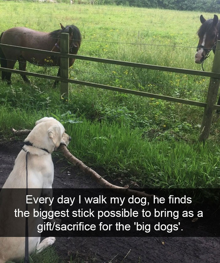 wholesome moments - call of duty black ops - Every day I walk my dog, he finds the biggest stick possible to bring as a giftsacrifice for the 'big dogs'.