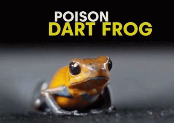 poison dart frog gif - Poison Dart Frog